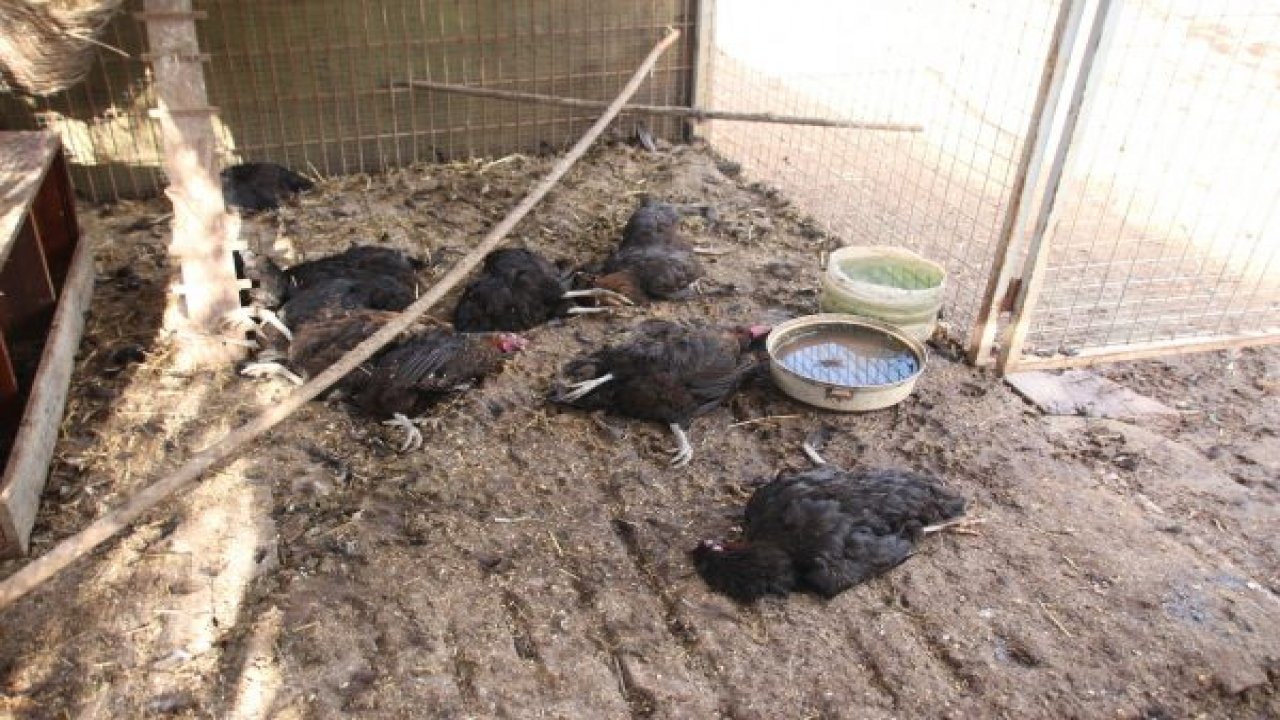 Köpekler 48 tavuğu telef etti