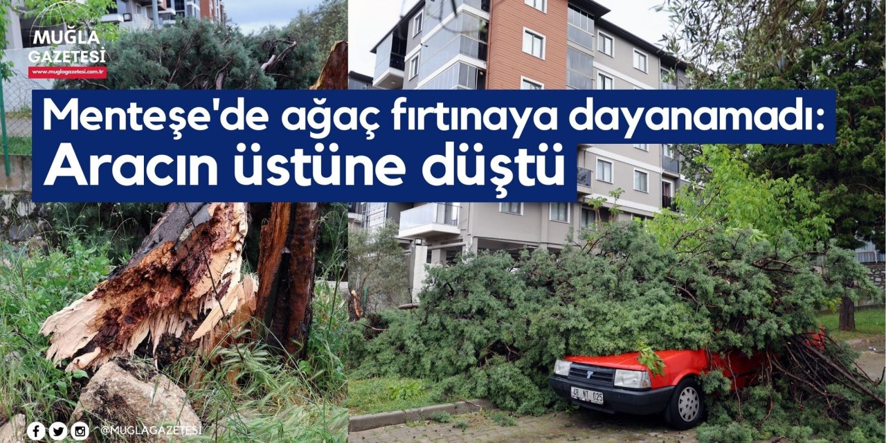 Menteşe'de ağaç fırtınaya dayanamadı: Aracın üstüne düştü
