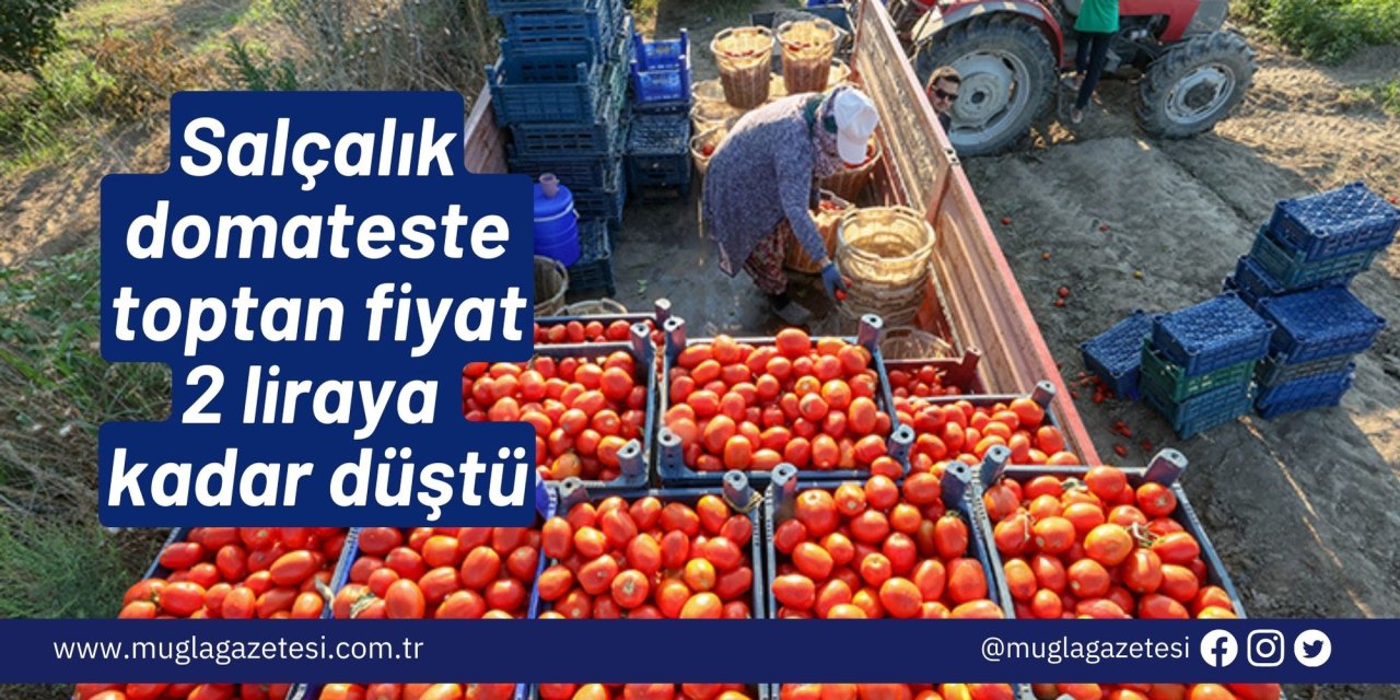 Salçalık domateste toptan fiyat 2 liraya kadar düştü