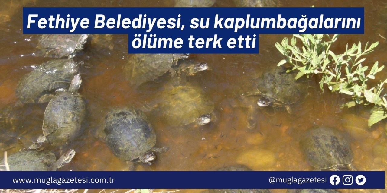 Fethiye Belediyesi, su kaplumbağalarını ölüme terk etti