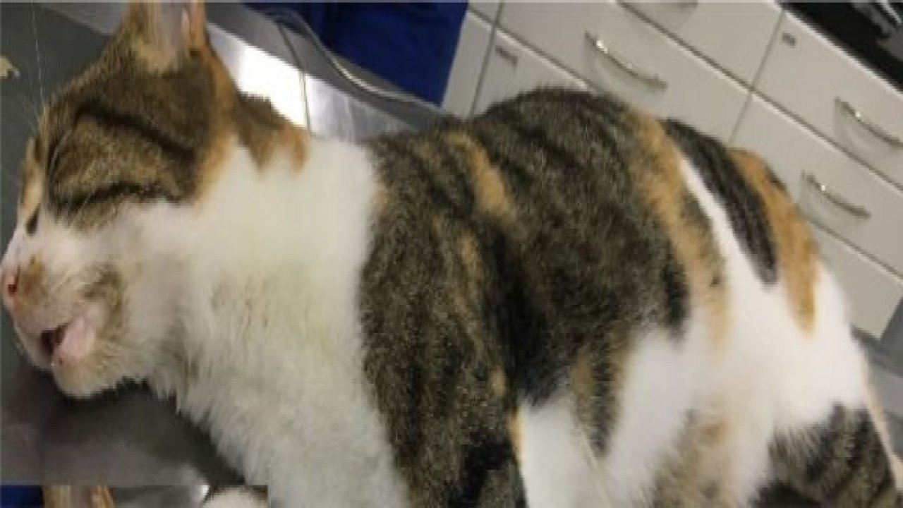 Bodrum’da hayvanlara şiddet