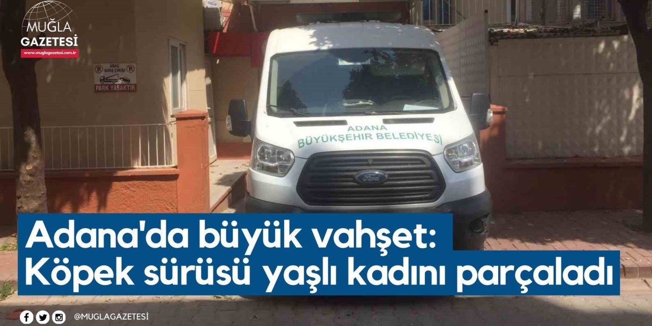 Adana'da büyük vahşet: Köpek sürüsü yaşlı kadını parçaladı