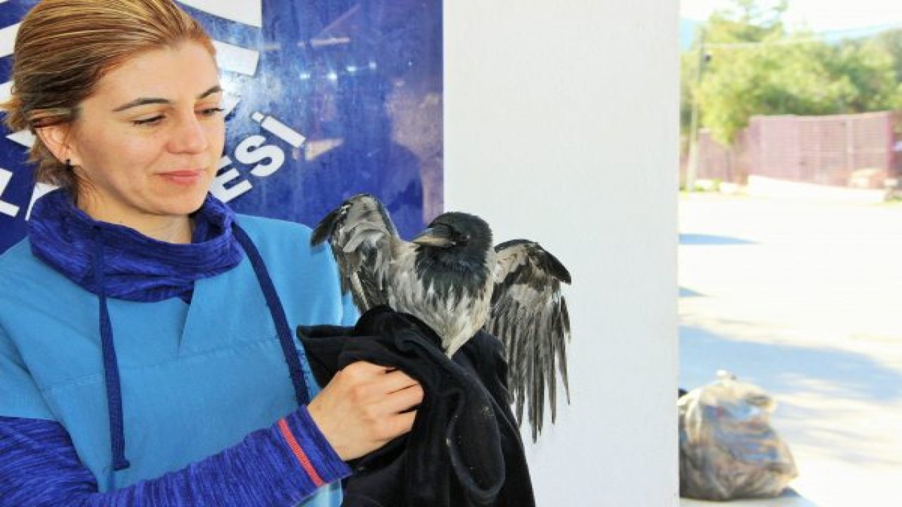 Karga, Kedi gibi öksürüp köpek gibi havlıyor