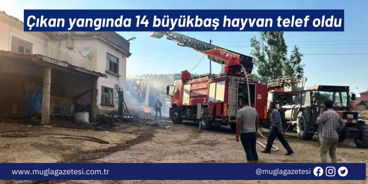 Çıkan yangında 14 büyükbaş hayvan telef oldu