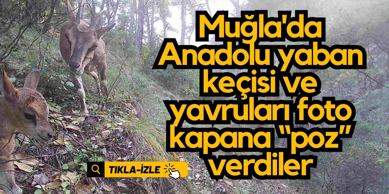 Muğla'da Anadolu yaban keçisi ve yavruları foto kapana “poz” verdiler