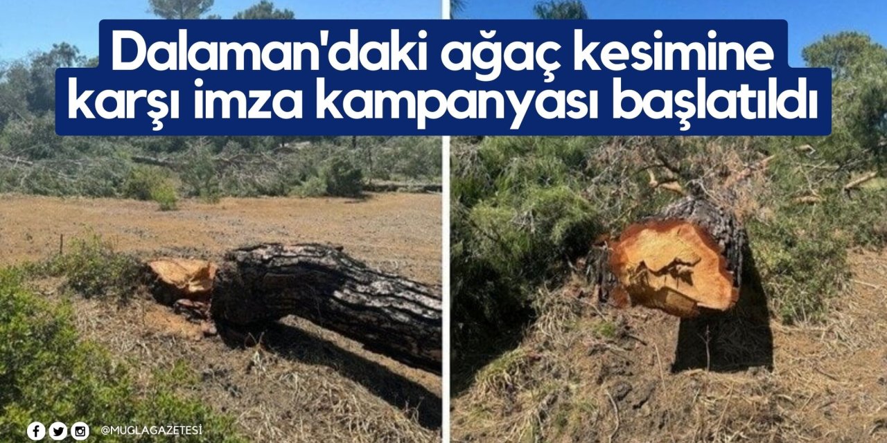 Dalaman'daki ağaç kesimine karşı imza kampanyası başlatıldı