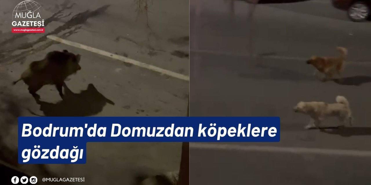 Bodrum'da Domuzdan köpeklere gözdağı