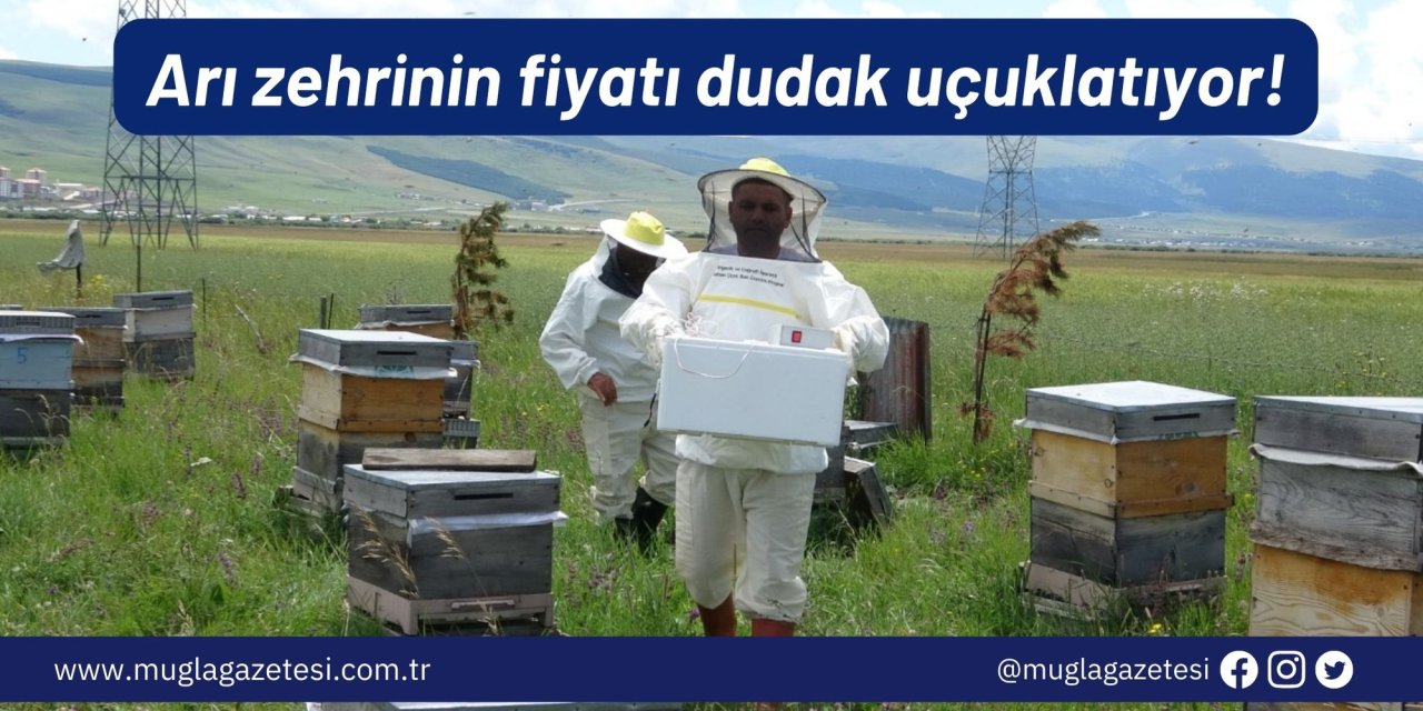 Arı zehrinin fiyatı dudak uçuklatıyor: Avrupa Birliği ülkelerinde büyük ilgi görüyor