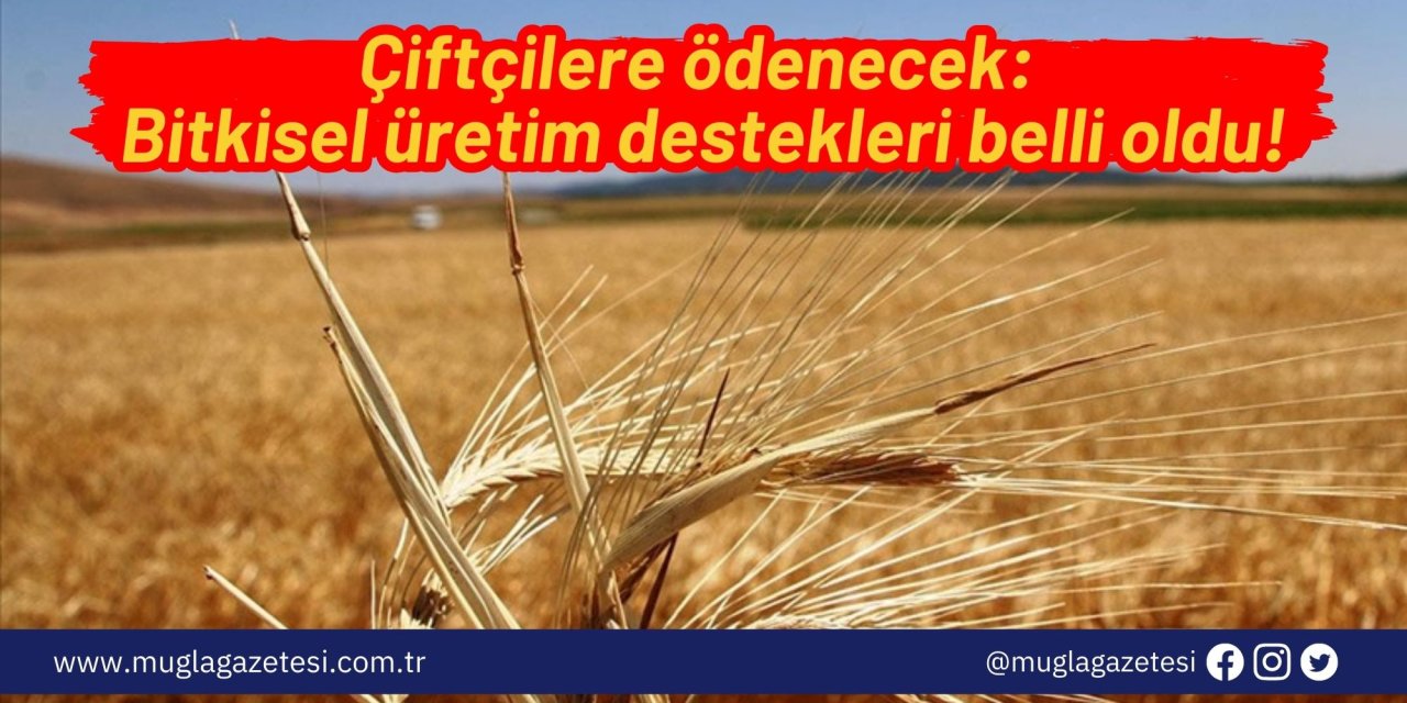 Çiftçilere ödenecek: Bitkisel üretim destekleri belli oldu!