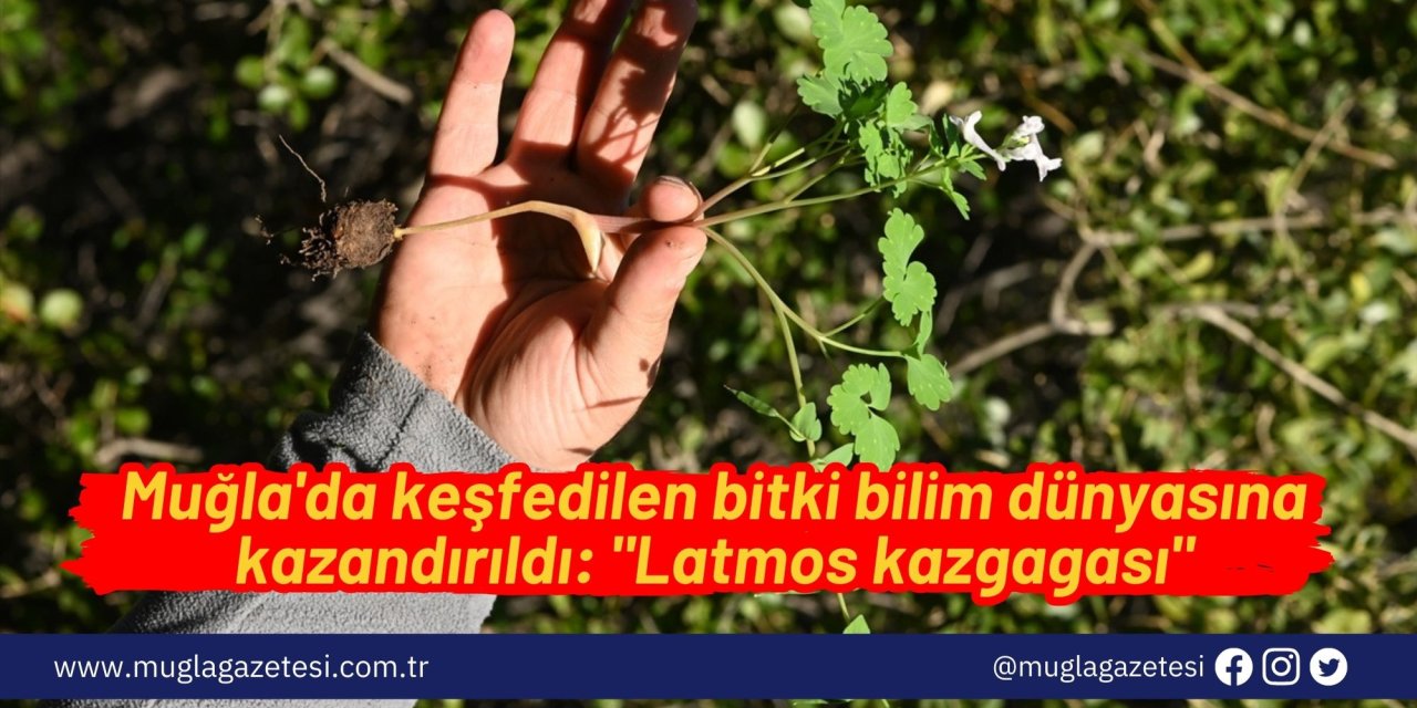 Muğla'da keşfedilen bitki bilim dünyasına kazandırıldı: 