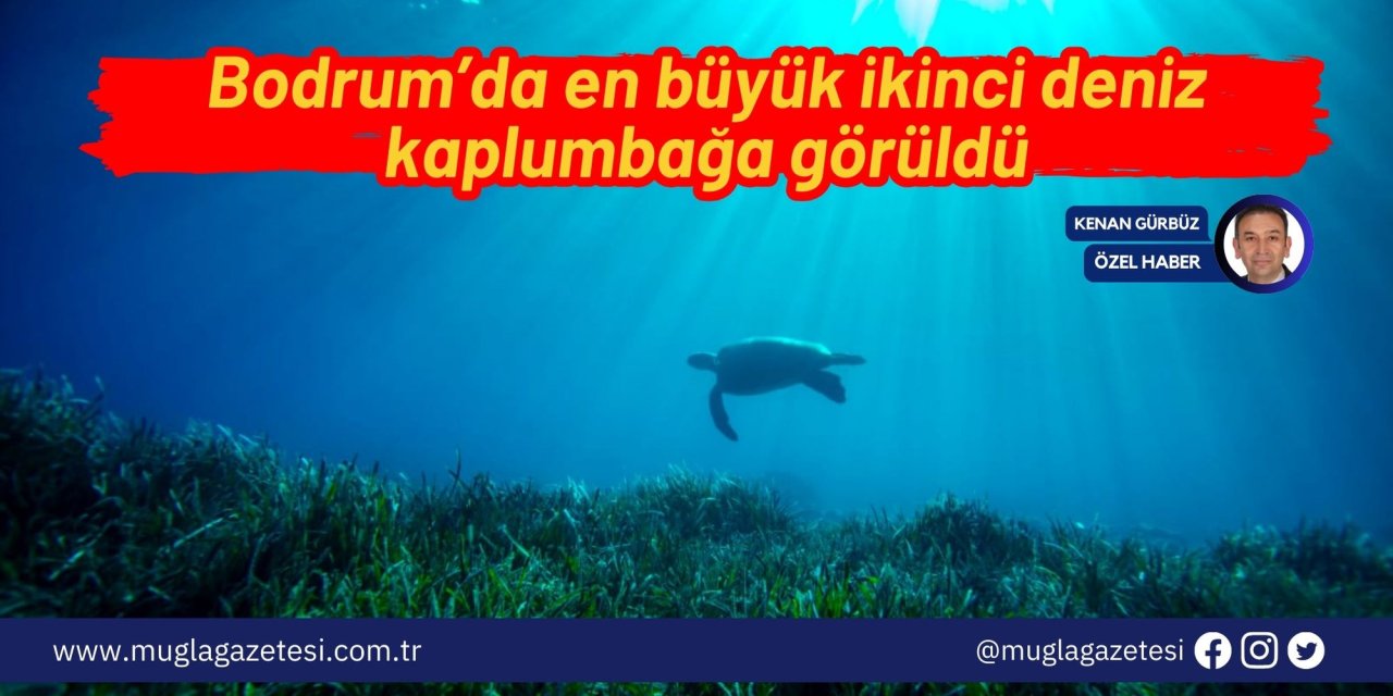 Bodrum’da en büyük ikinci deniz kaplumbağa görüldü
