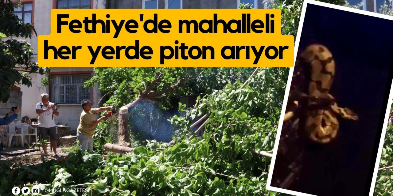 Fethiye'de mahalleli her yerde piton arıyor