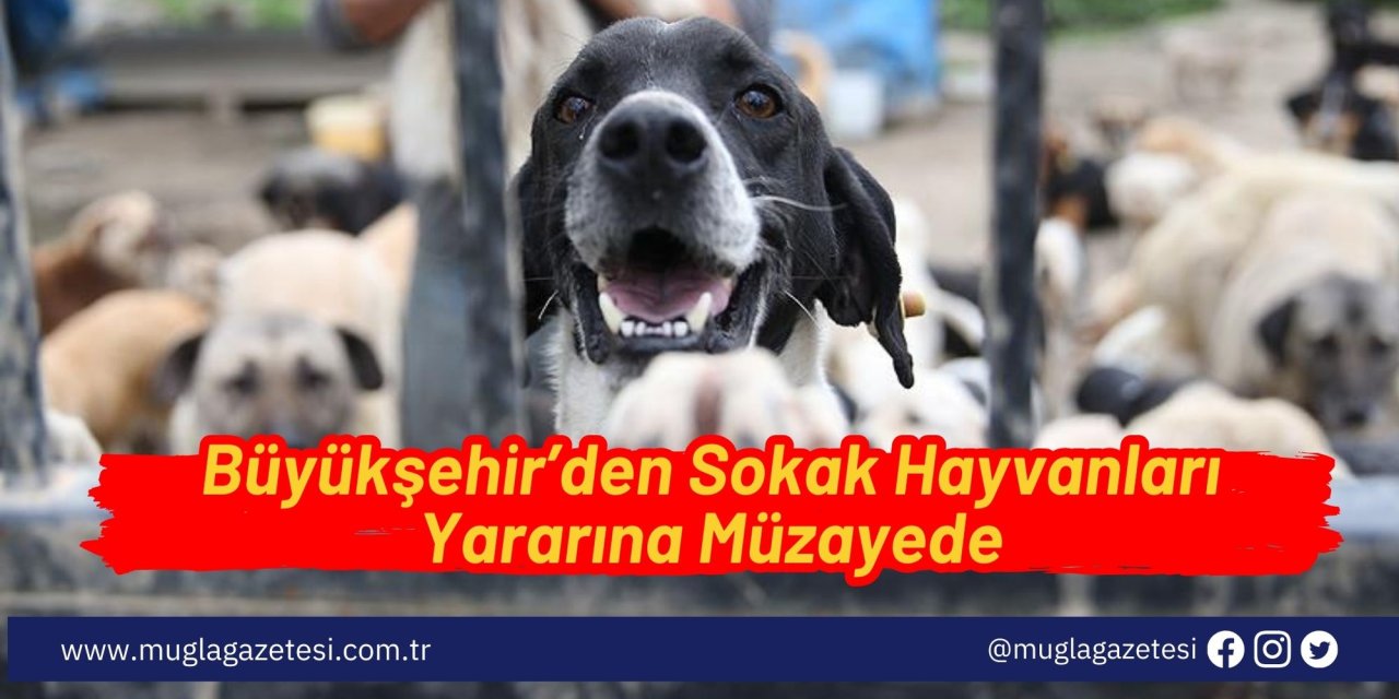 Büyükşehir’den sokak hayvanları yararına müzayede