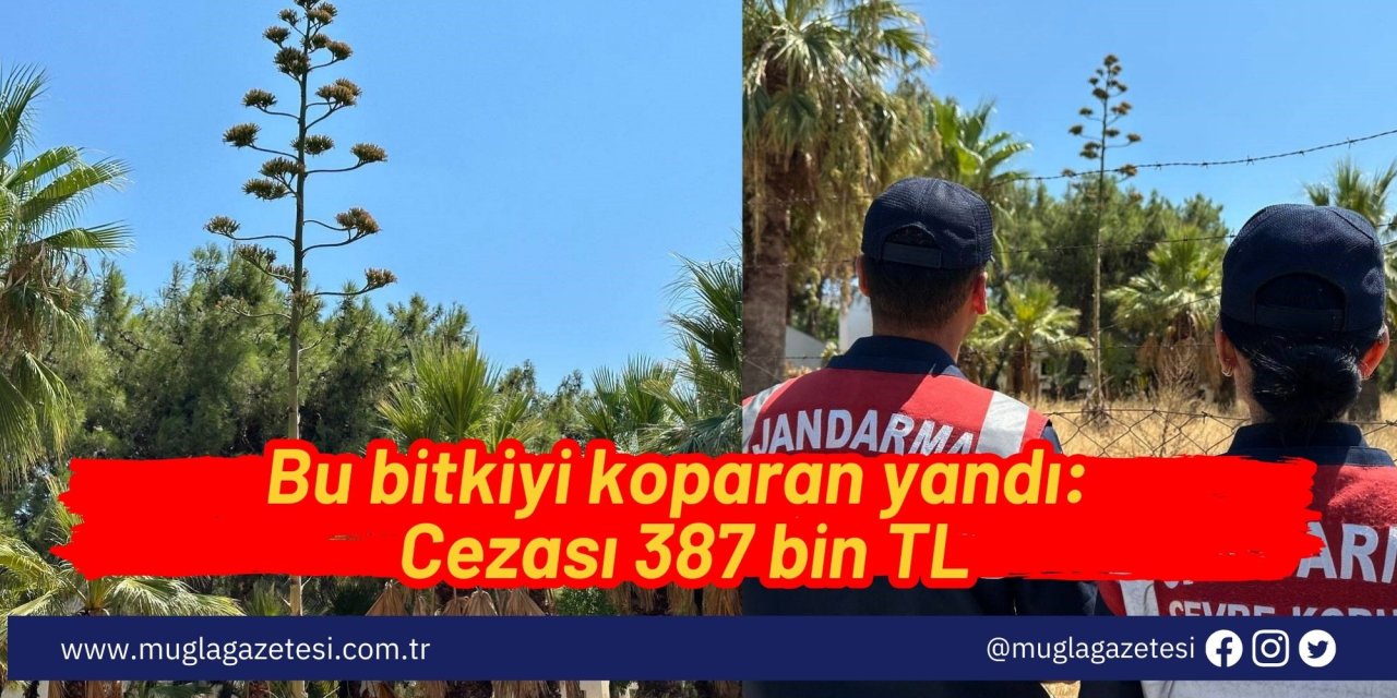 Bu bitkiyi koparan yandı: Cezası 387 bin TL