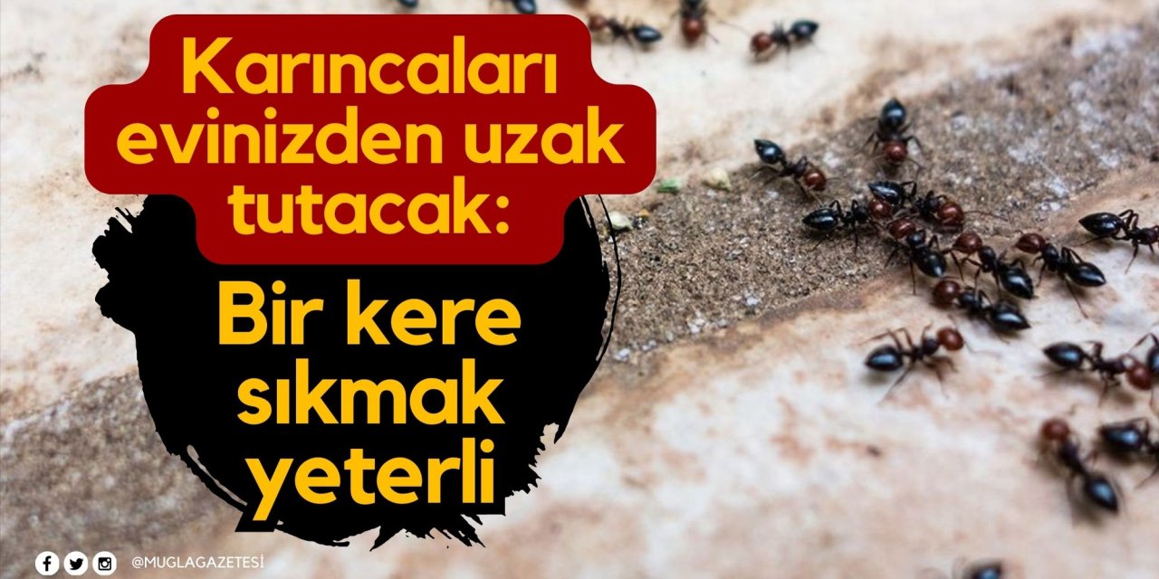 Karıncaları evinizden uzak tutacak: Bir kere sıkmak yeterli