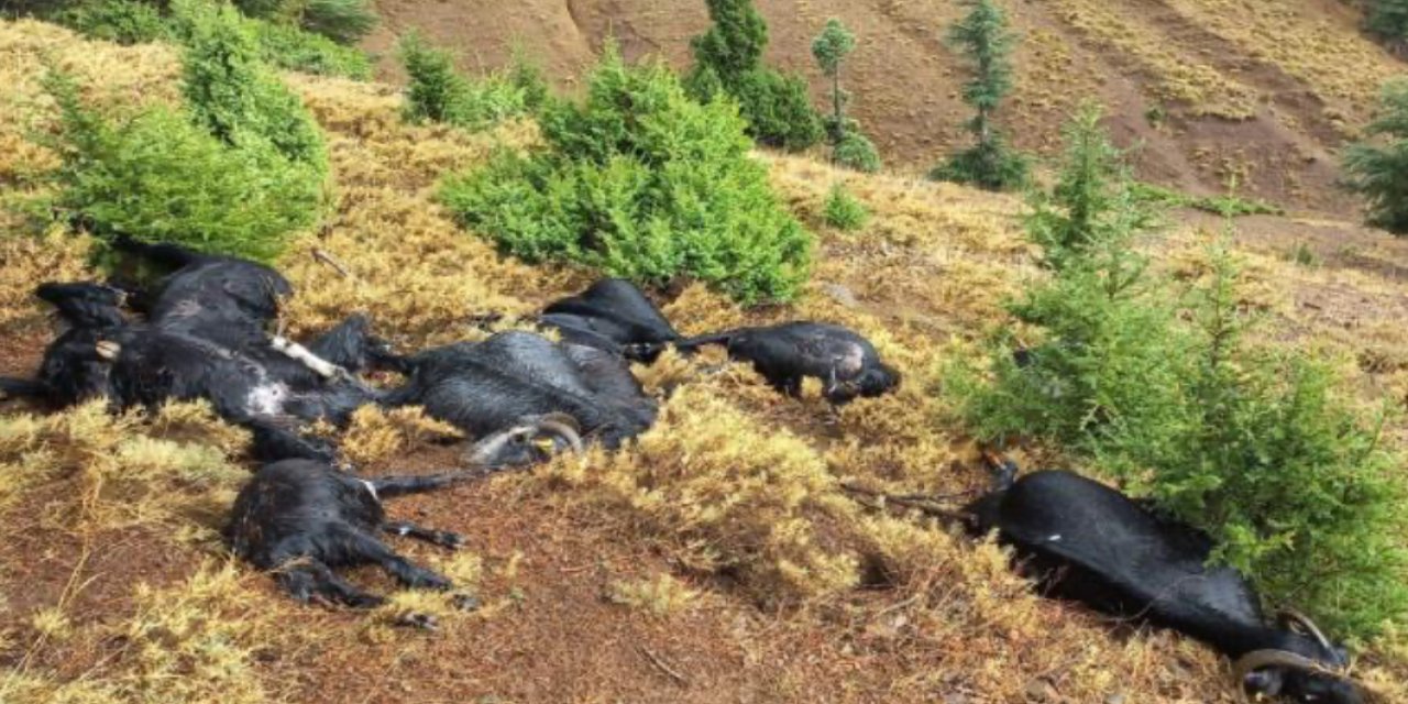 Yıldırım düştü, 13 keçi telef oldu