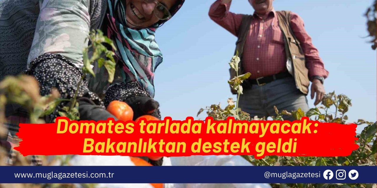 Domates tarlada kalmayacak: Bakanlıktan destek geldi