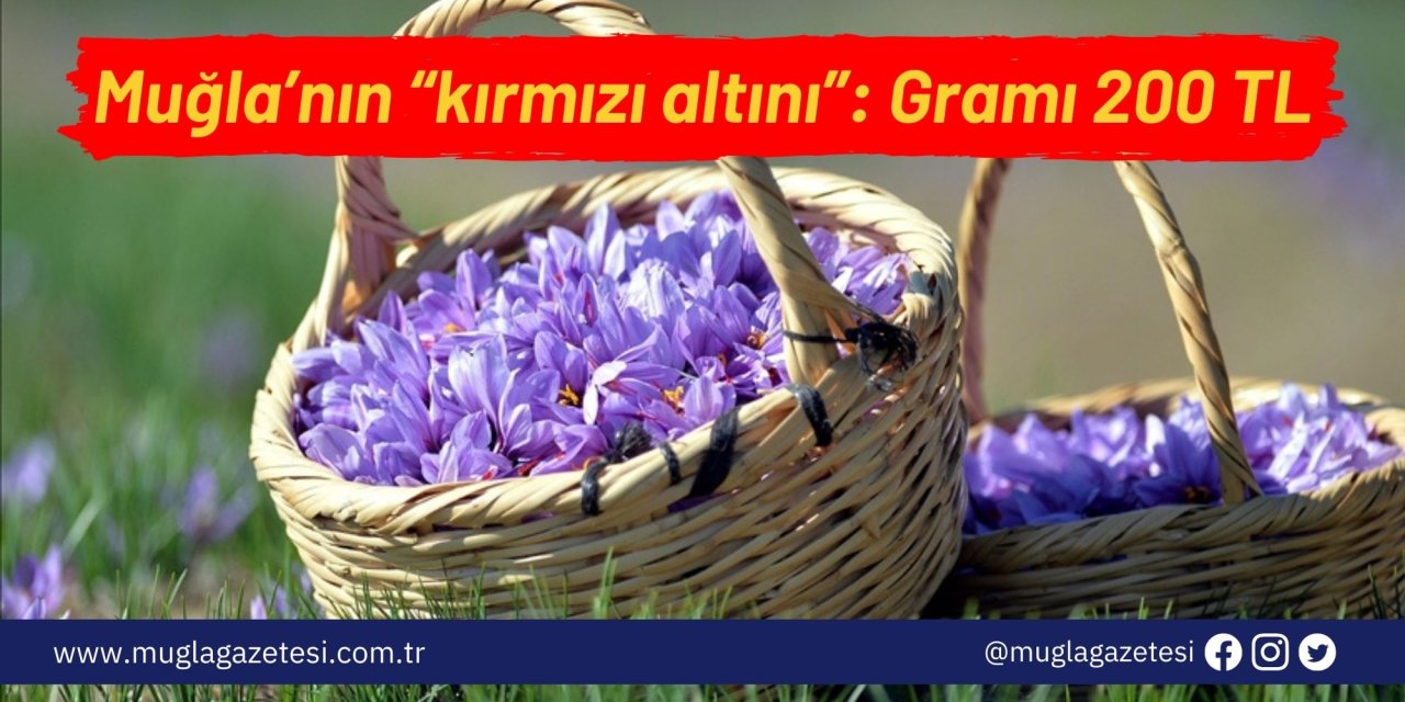 Muğla’nın “kırmızı altını”: Gramı 200 TL