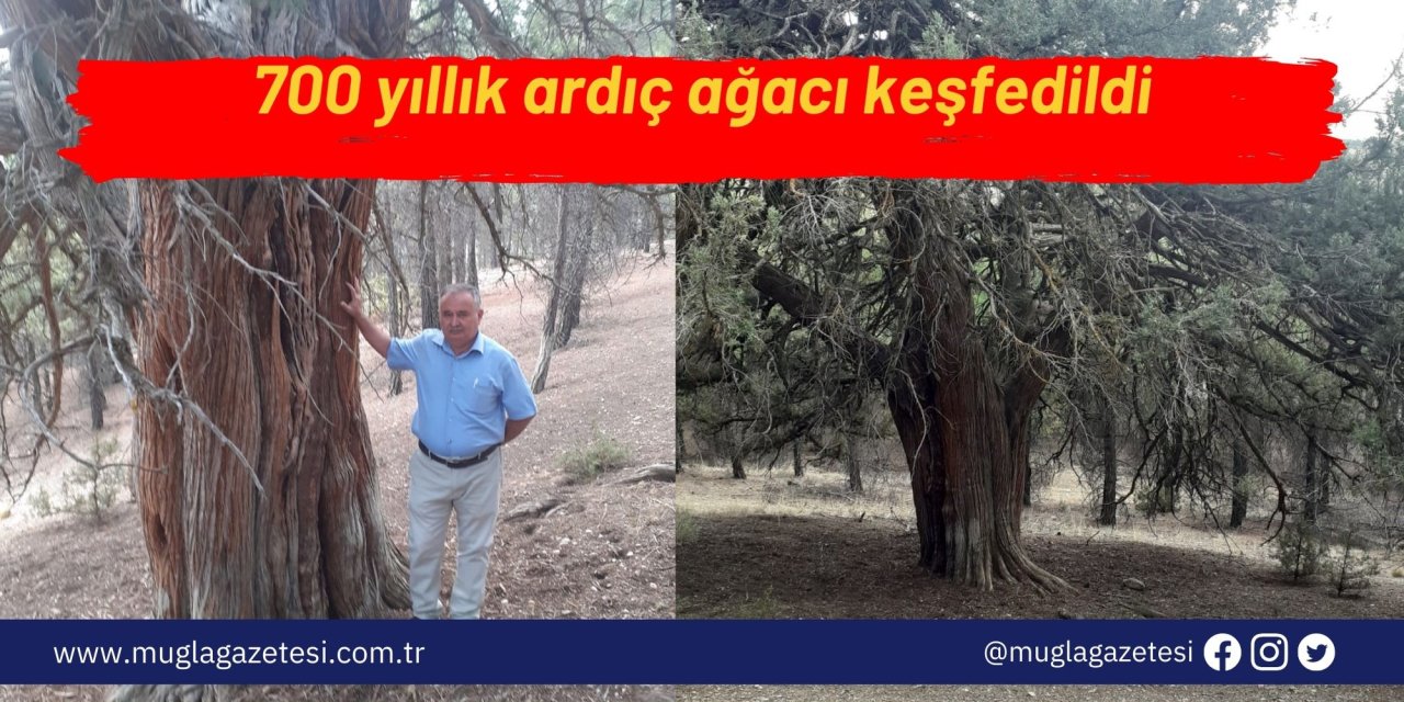 700 yıllık ardıç ağacı keşfedildi