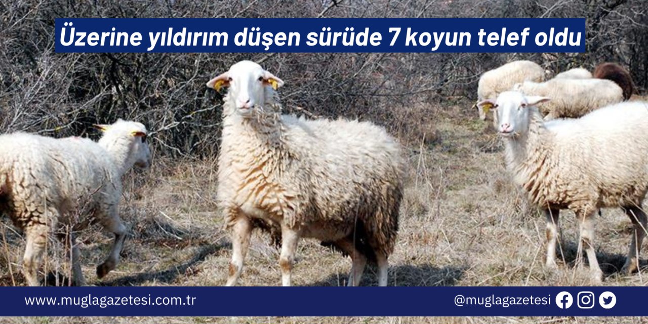 Üzerine yıldırım düşen sürüde 7 koyun telef oldu