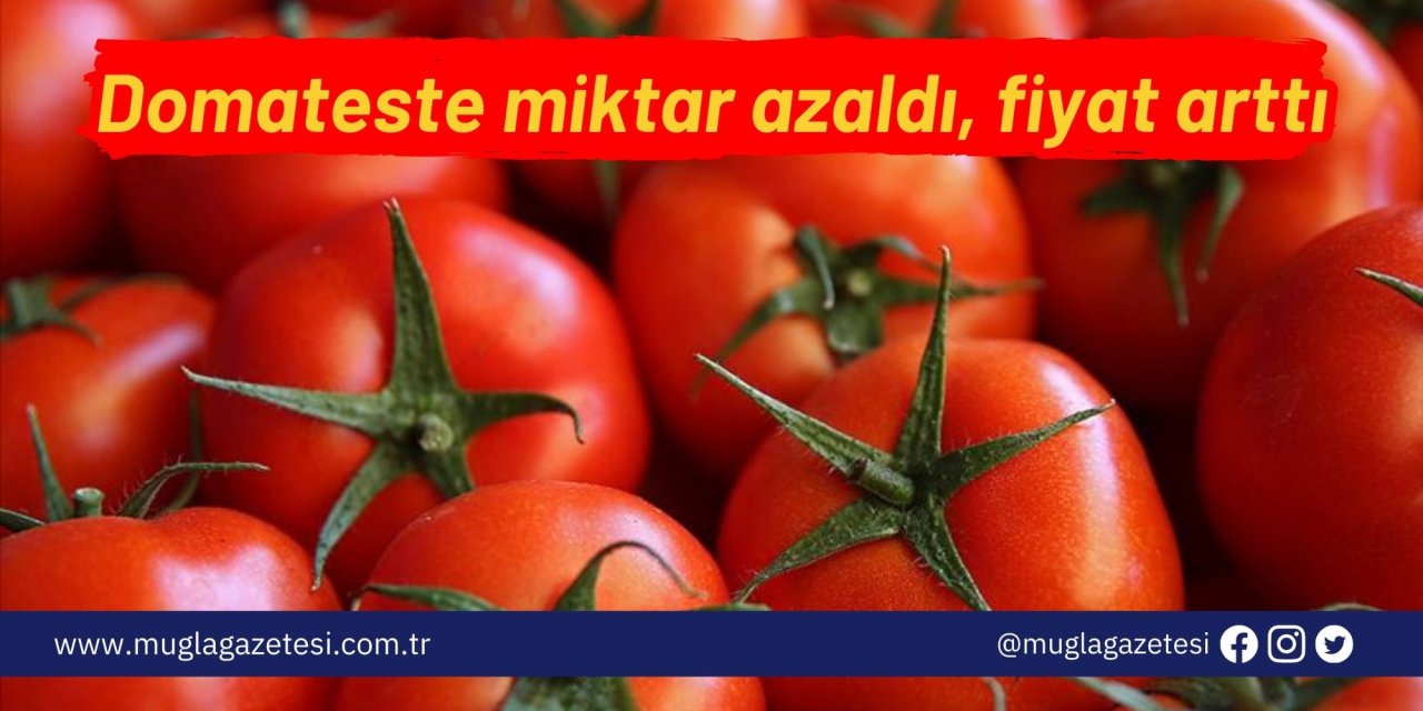 Domateste miktar azaldı, fiyat arttı