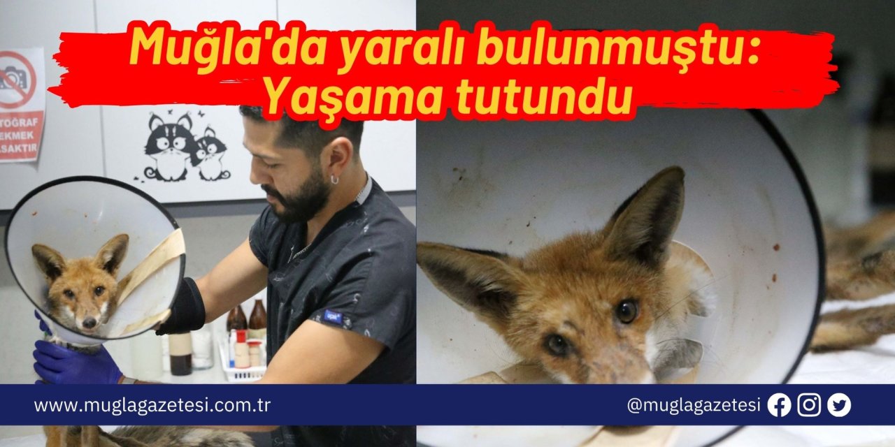 Muğla'da yaralı bulunmuştu: Yaşama tutundu