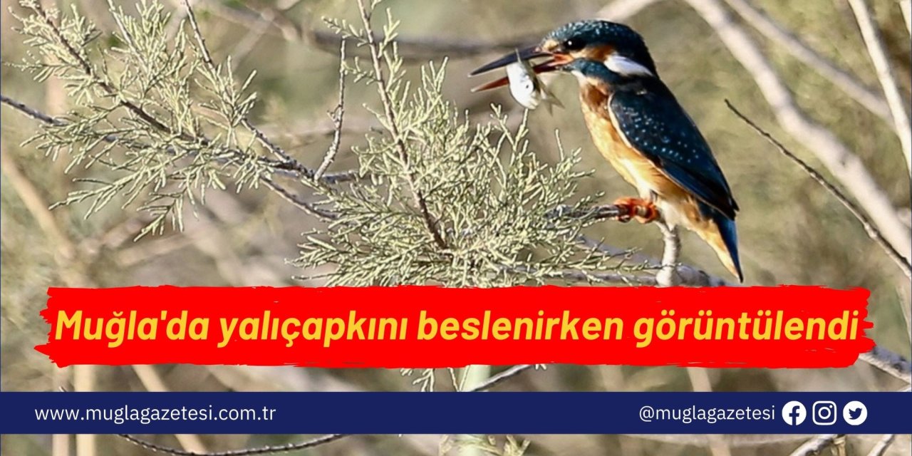 Muğla'da yalıçapkını beslenirken görüntülendi