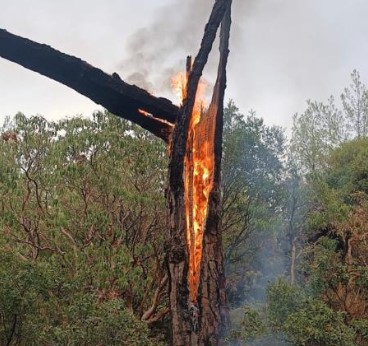 Muğla’da 5 günde 50 yıldırım yangını!