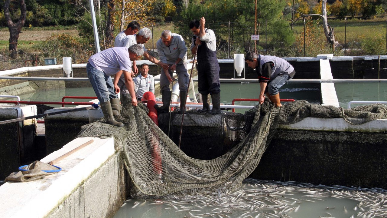 Muğla'da milyonlarca balık telef oldu
