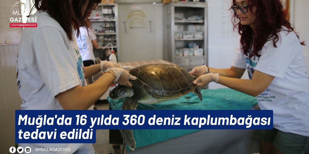 Muğla'da 16 yılda 360 deniz kaplumbağası tedavi edildi