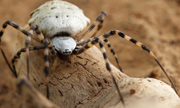 Zehirli örümcek korku saçtı! Ekipler harekete geçti