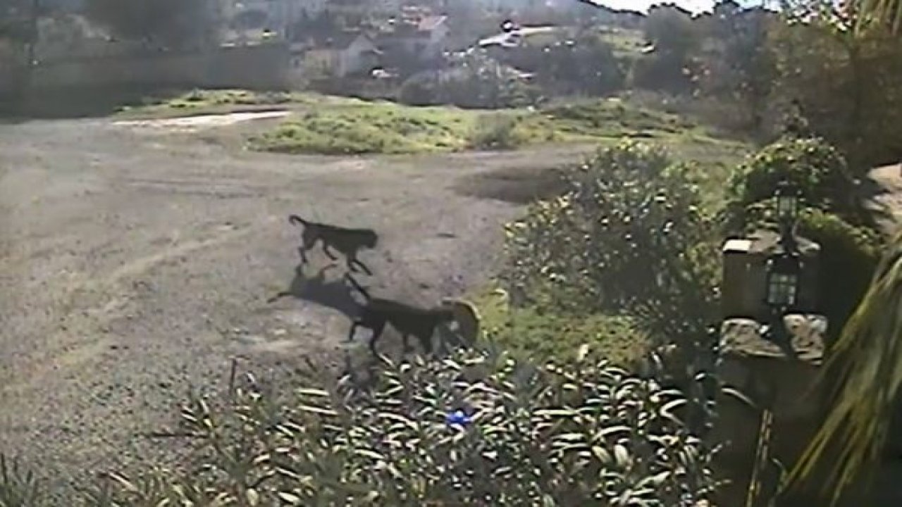 Köpeklerin saldırısına uğrayan kedi öldü