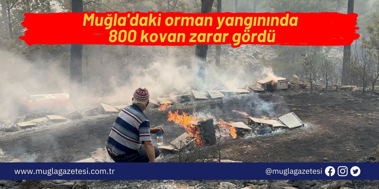 Muğla'daki orman yangınında 800 kovan zarar gördü