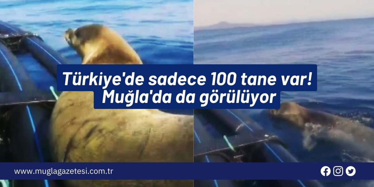 Türkiye'de sadece 100 tane var! Muğla'da da görülüyor