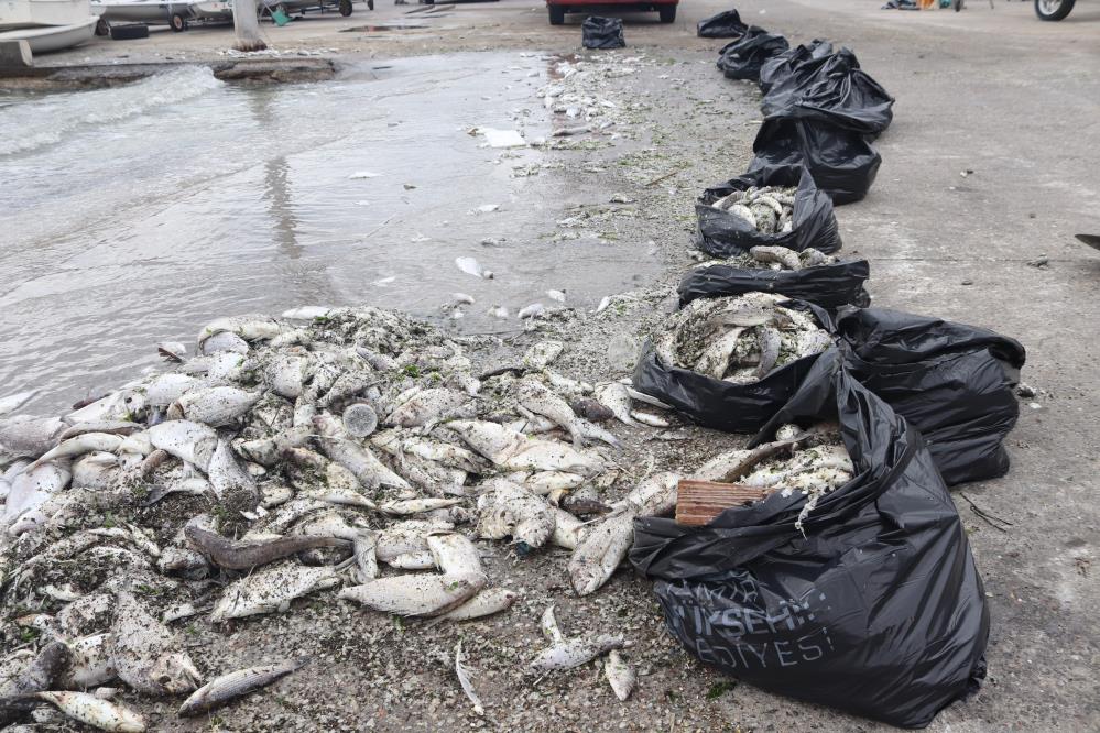 Şoke Eden Olay! Balık Ölümleri Devam Ediyor!