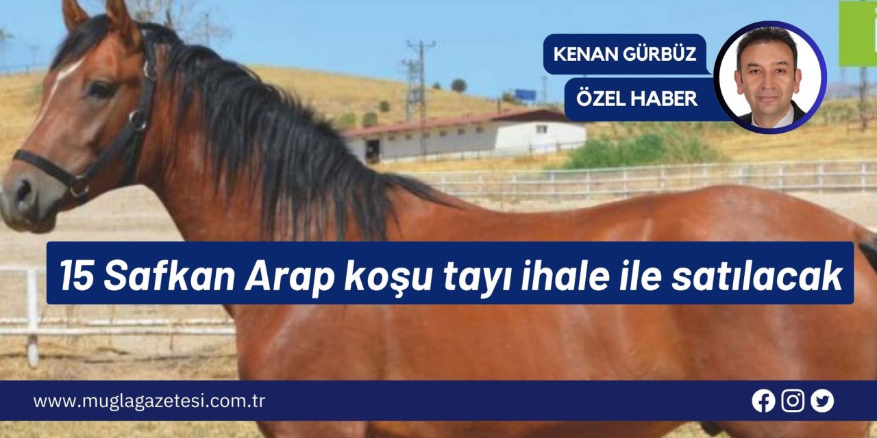 15 Safkan Arap koşu tayı ihale ile satılacak