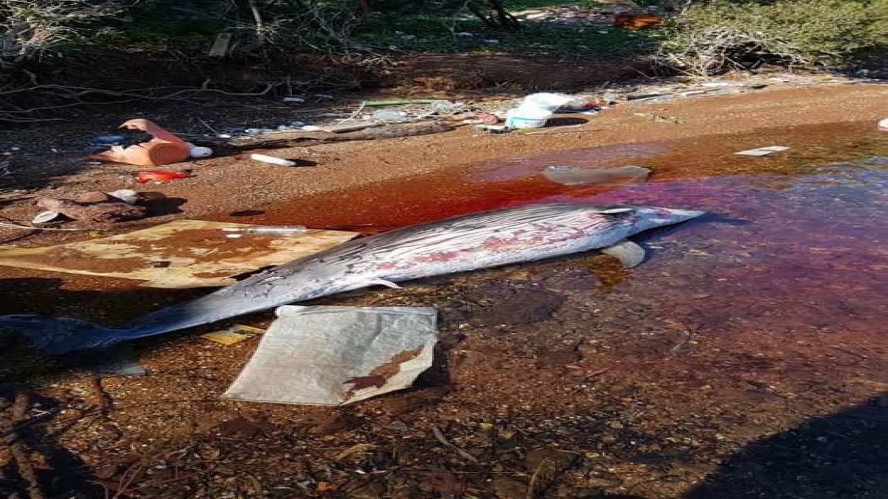 Ölü yunus karaya vurdu