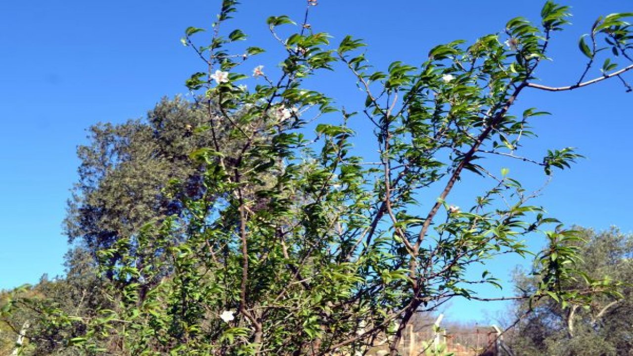 Yalancı bahara aldanan bademler çiçek açtı