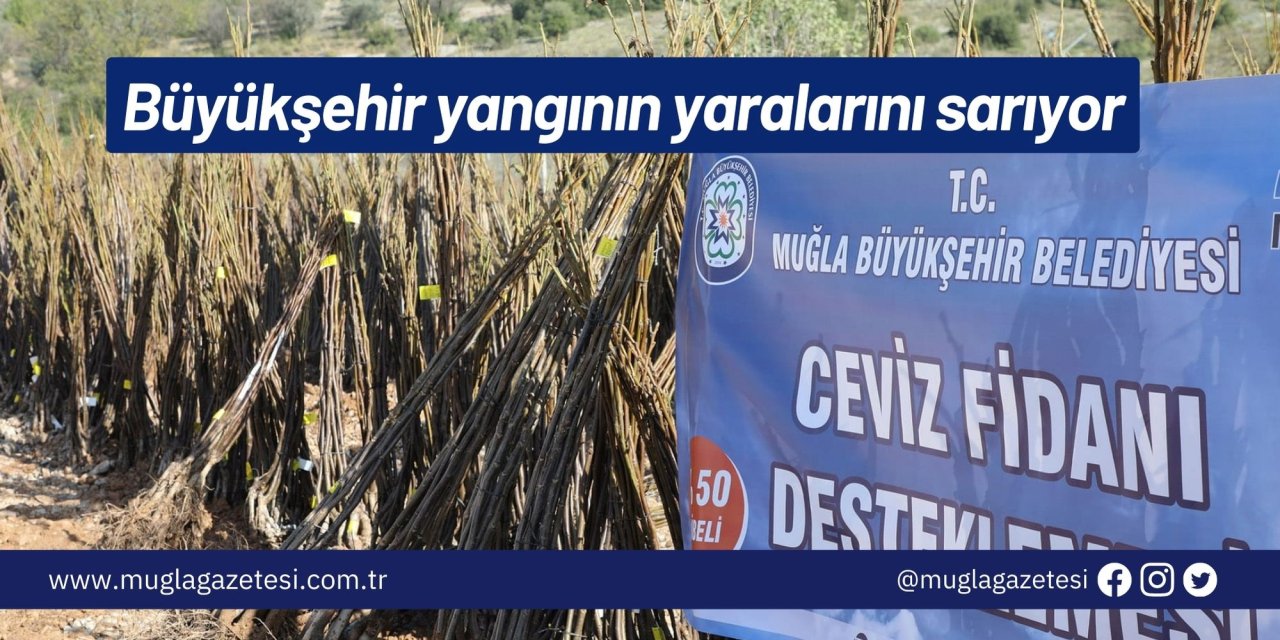 Büyükşehir yangının yaralarını sarıyor