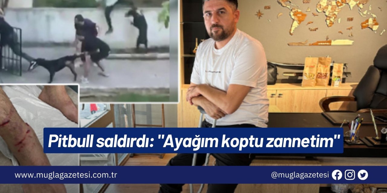 Pitbull saldırdı: 