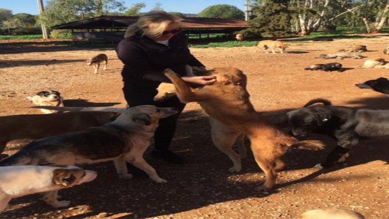 Havyan Dostu Ertemli