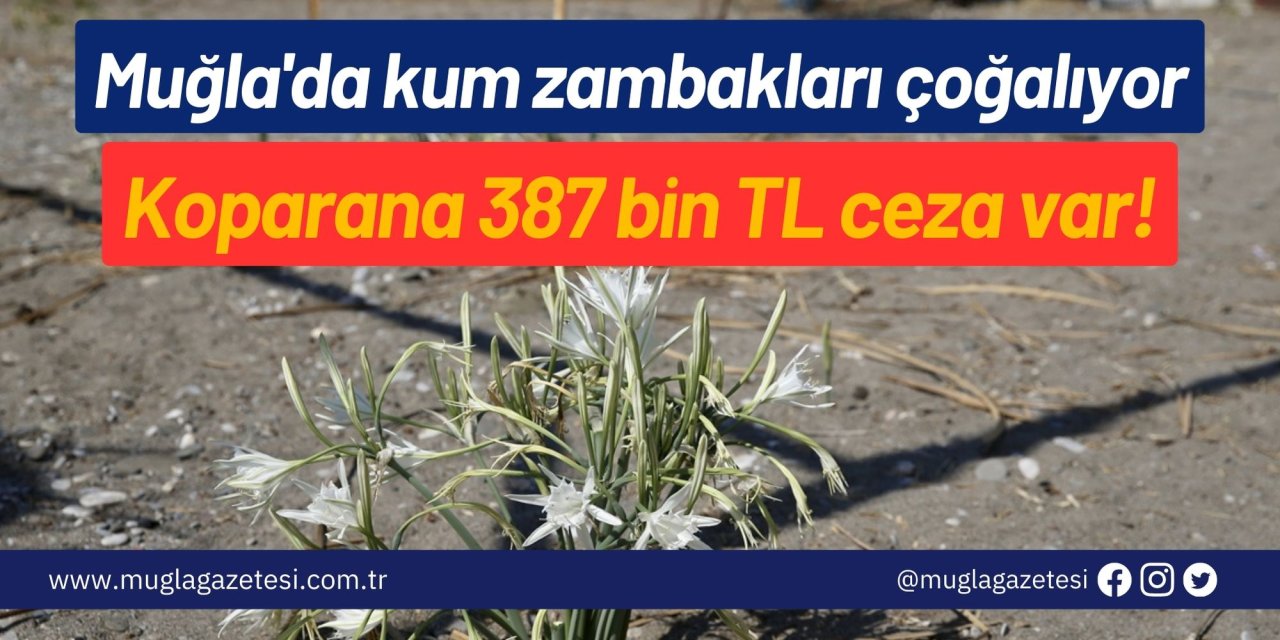 Muğla'da korunan kum zambakları çoğalıyor: Koparana 387 bin TL ceza var!