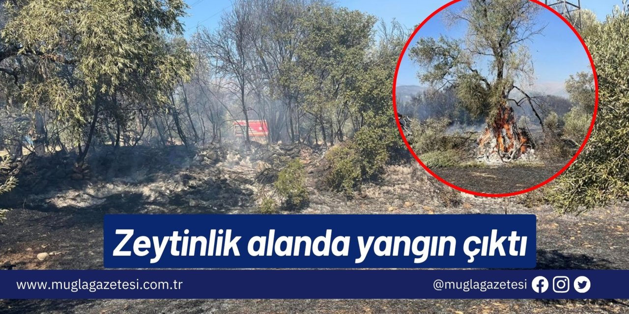 Zeytinlik alanda yangın çıktı