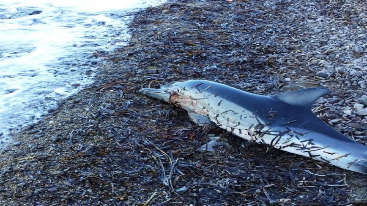 Yunusları tüfekle vuran caniler aranıyor