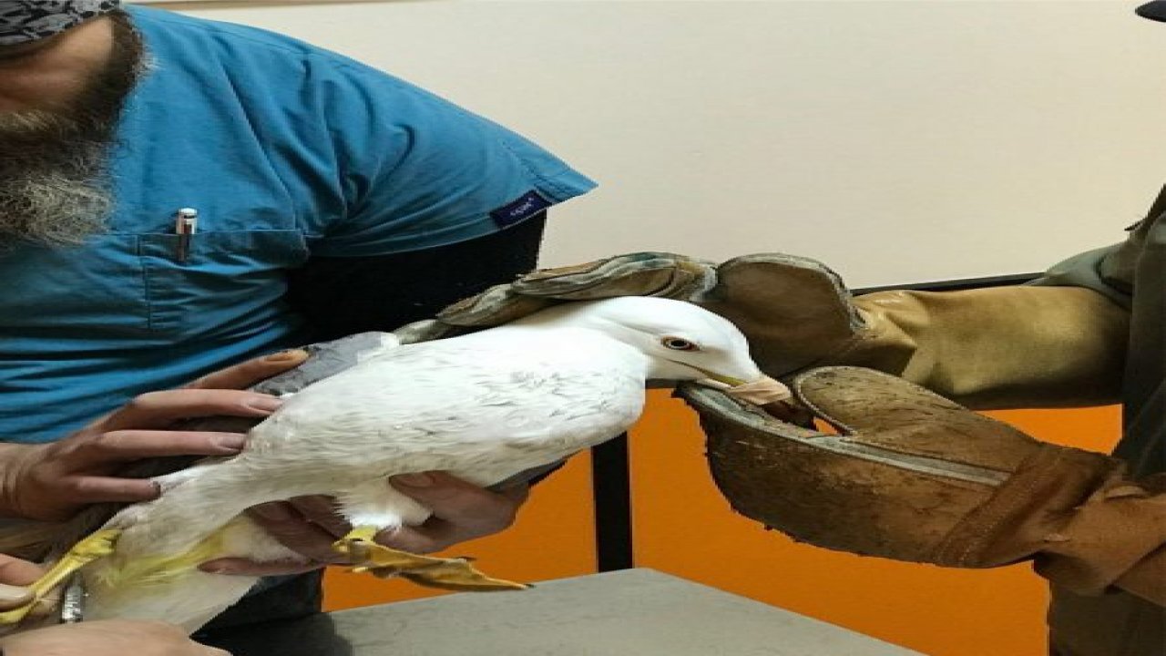 Yaralı martı kurtarıldı