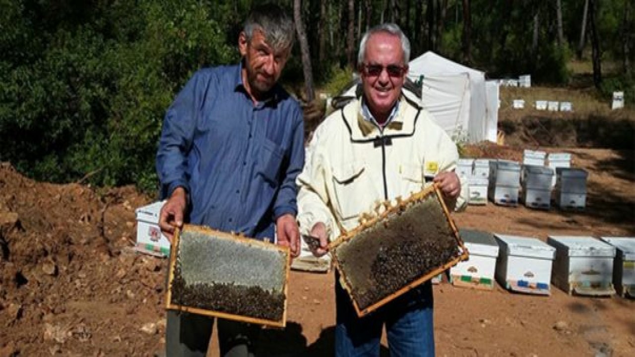 Bal ormanları yok oluyor