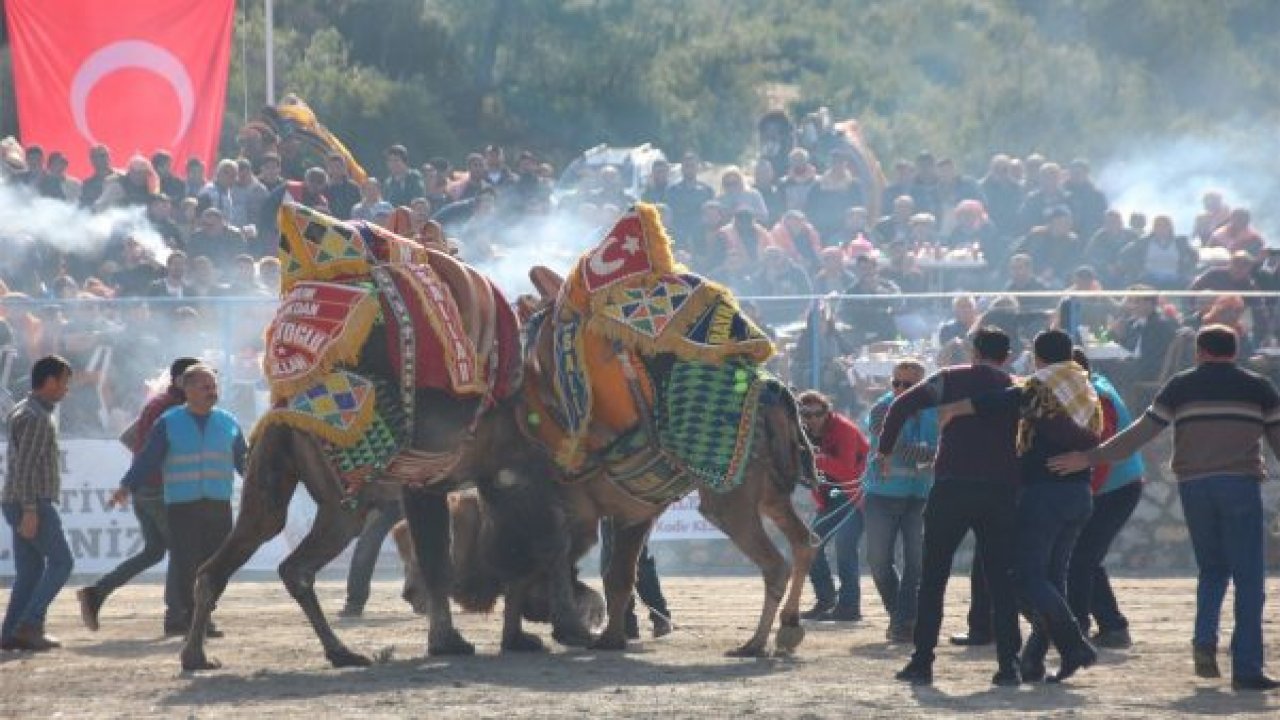 Deve güreşine yoğun ilgi
