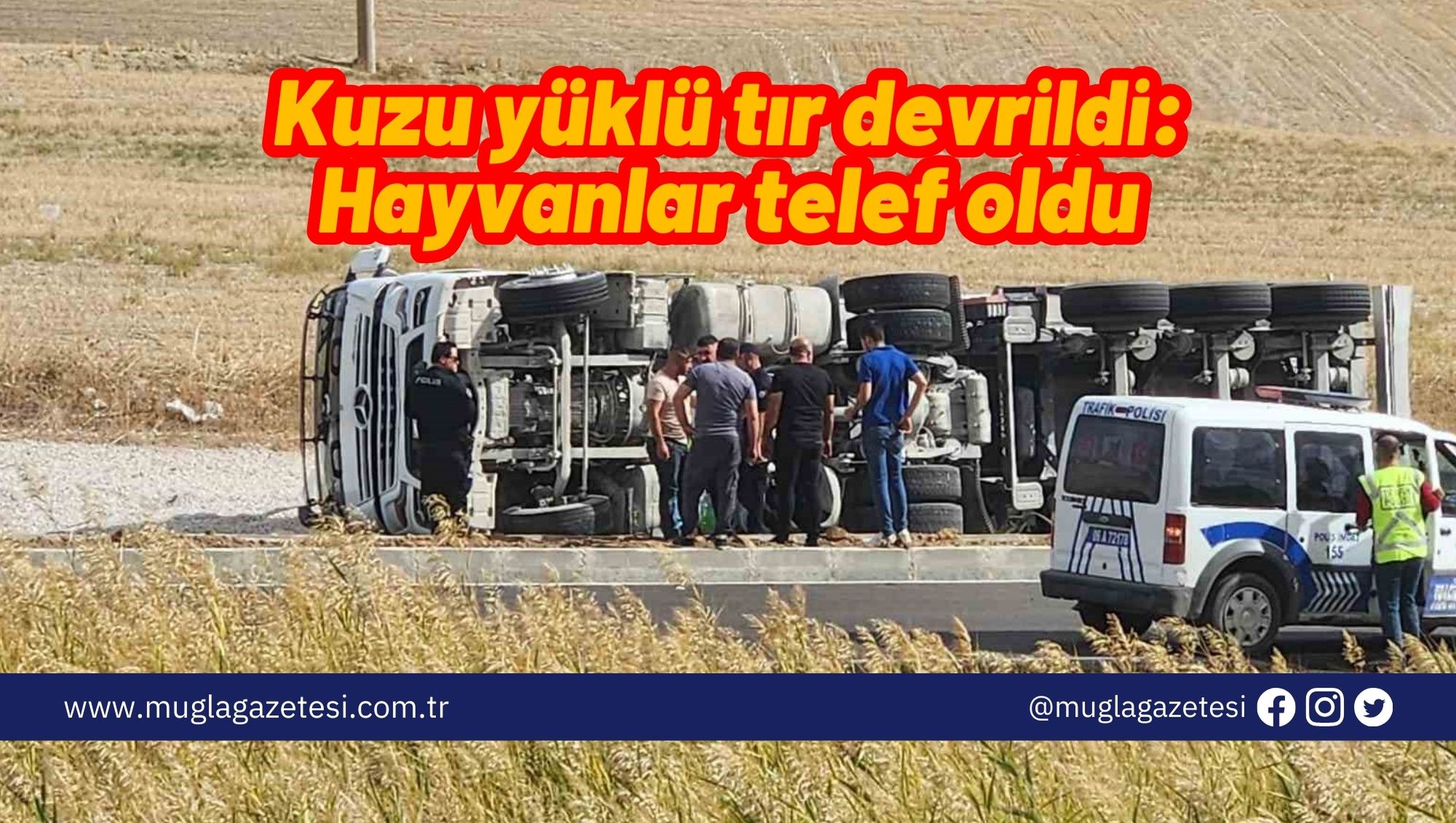 Kuzu yüklü tır devrildi: Hayvanlar telef oldu