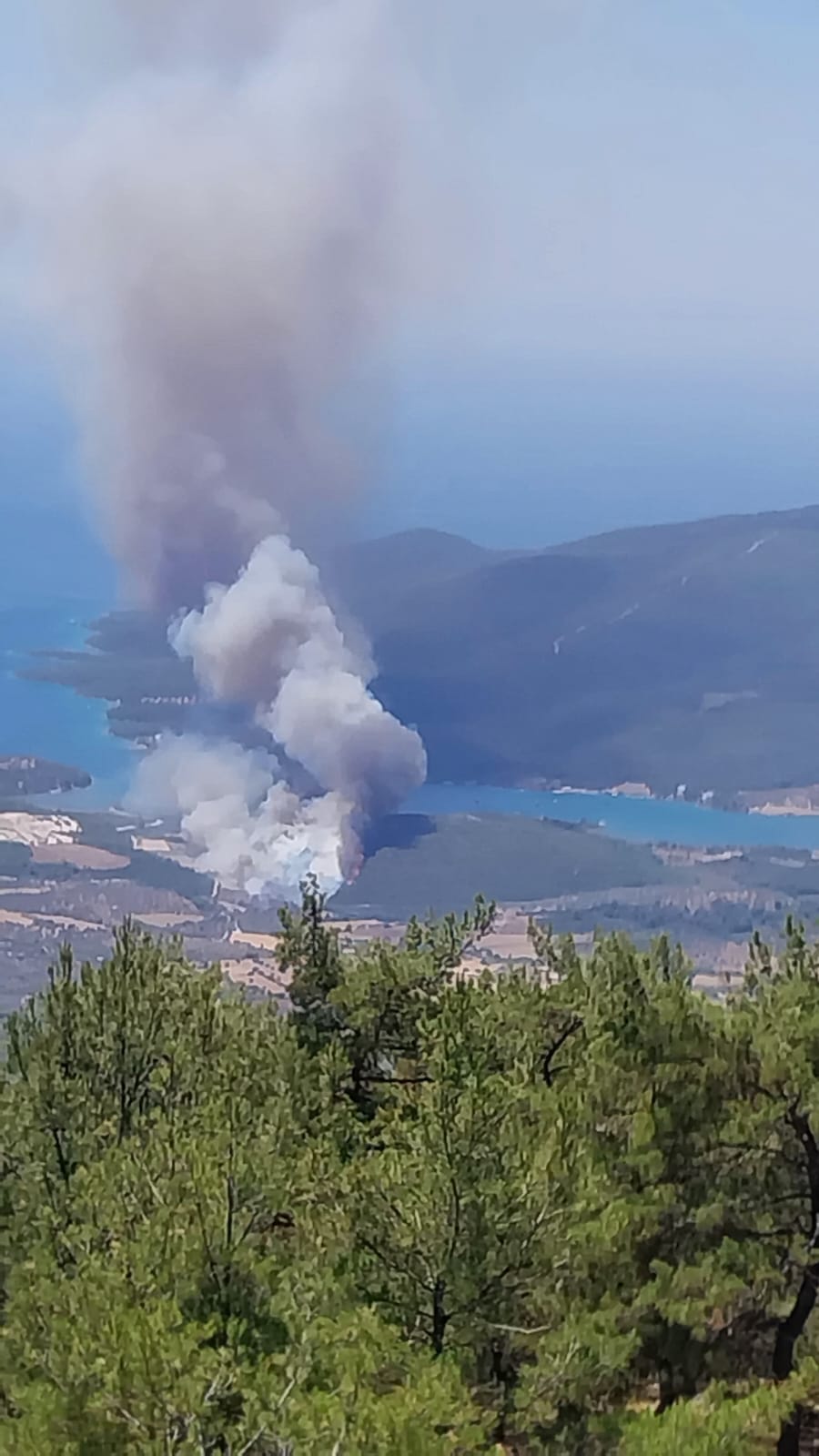 Milas'ta Orman Yangını Başladı