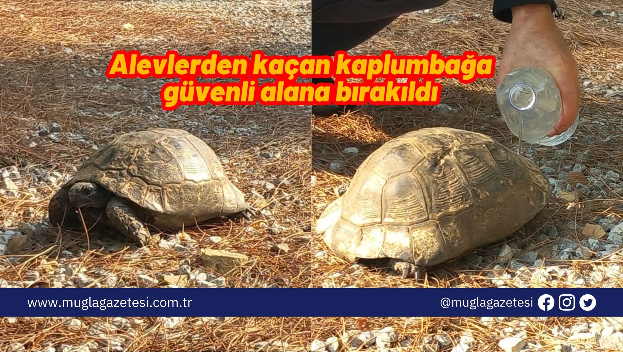Alevlerden kaçan kaplumbağa güvenli alana bırakıldı
